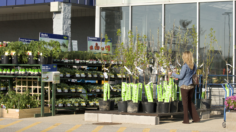 plants at a Lowe's store