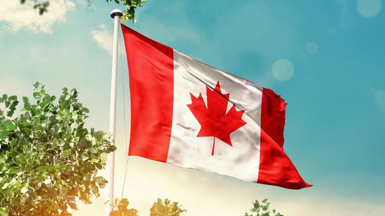 The Canadian flag waves in a sunny blue sky, in front of a green tree.