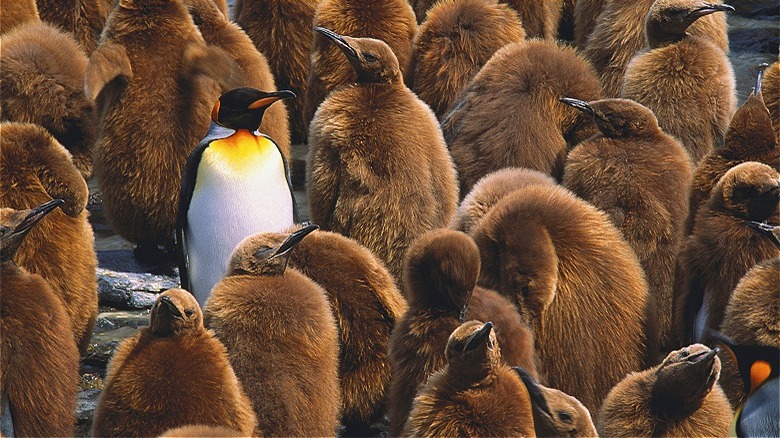 Penguin standing out from pack
