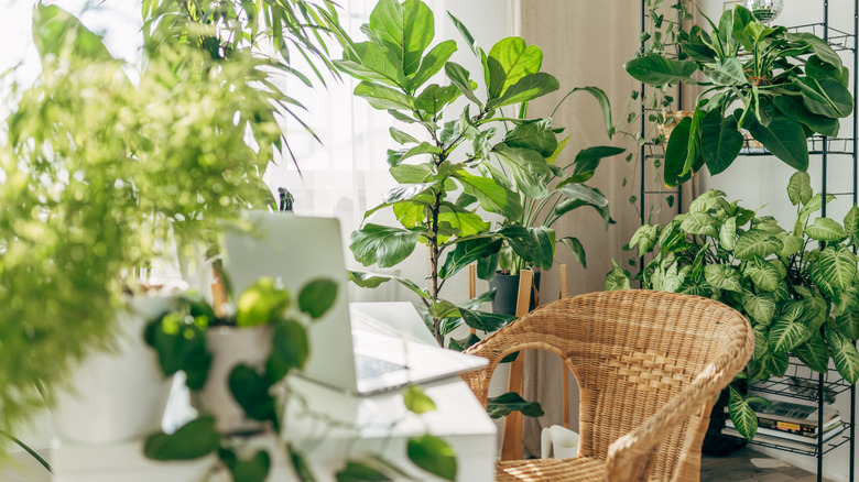 houseplants around a workspace