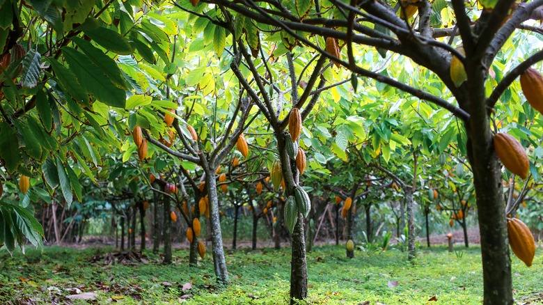 Chocolate cacao tree farm