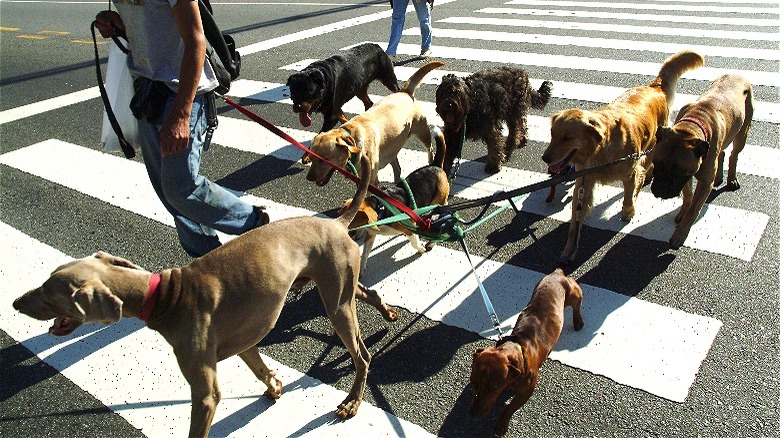 Person walking group of dogs