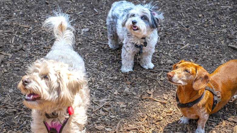 Three dogs outside looking up