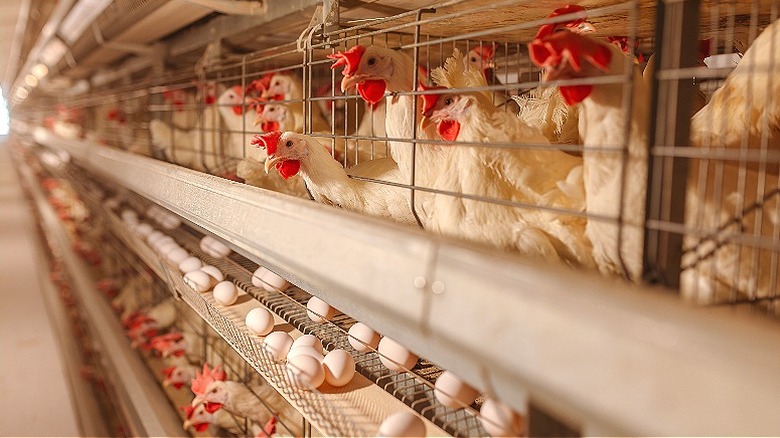 Egg laying hens in cages