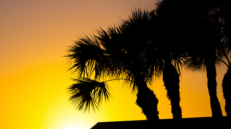 The sun rising behind palm trees and the top of a building.