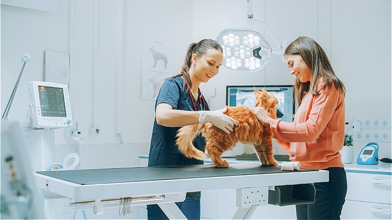 Cat exam at veterinary office 