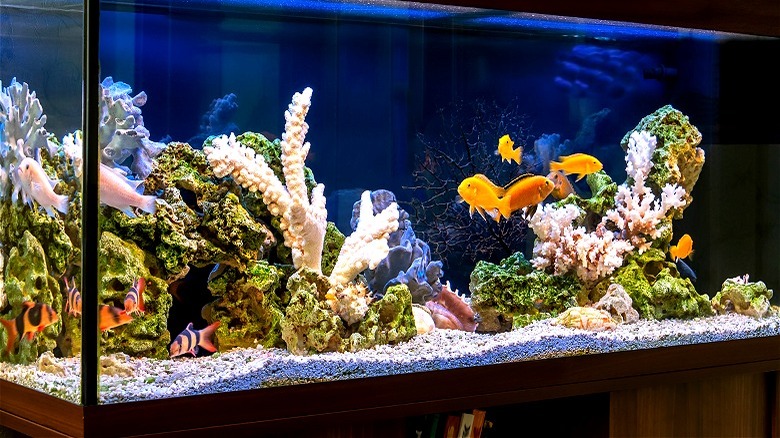 A freshwater fish home aquarium 