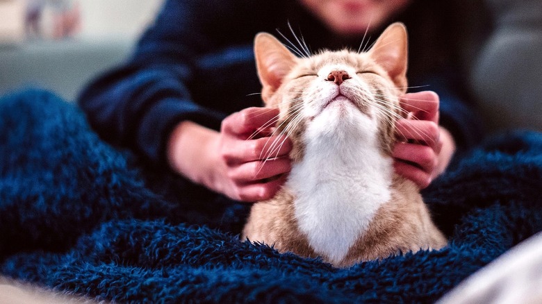 Person scratches cat's chin