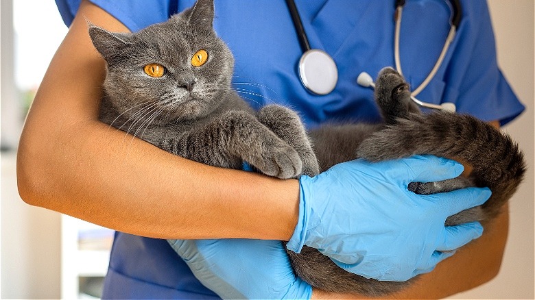 Vet carrying cat through hospital