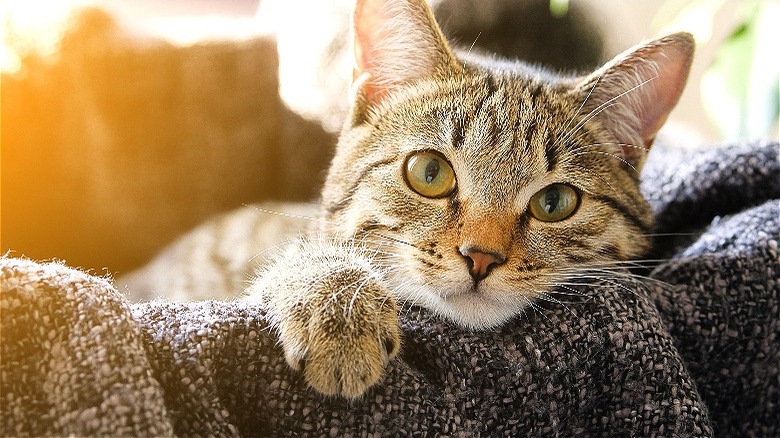 Cat looks forward into camera