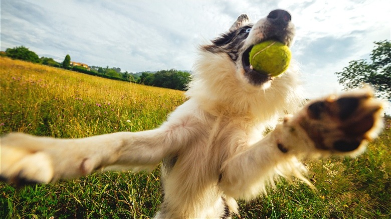 Medium-sized dog playing ball