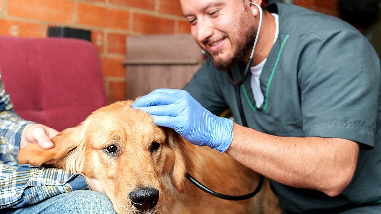 Veterinarian performing exam on dog