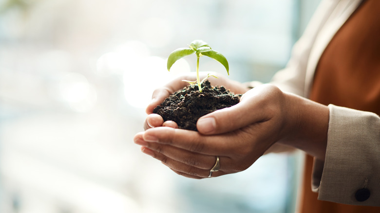 Plant sprouting from dirt held in person's hands