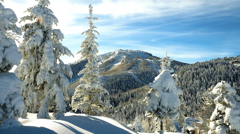 Snow view of trees and mountains in Park City, Utah