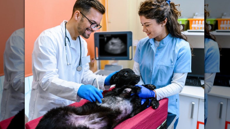 Vets give dog ultrasound