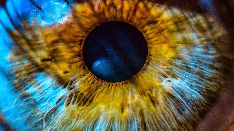 Close-up of human eye