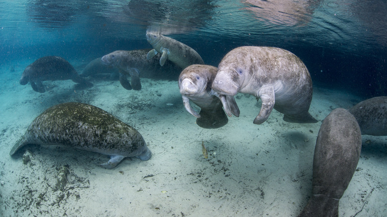 Florida Manatees swimming in the Crystal River