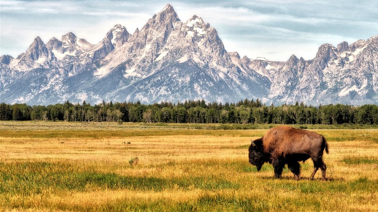 Bison grazing in Jackson Hole