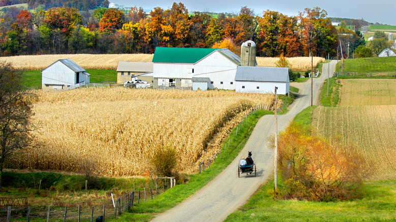 an Amish area in Ohio