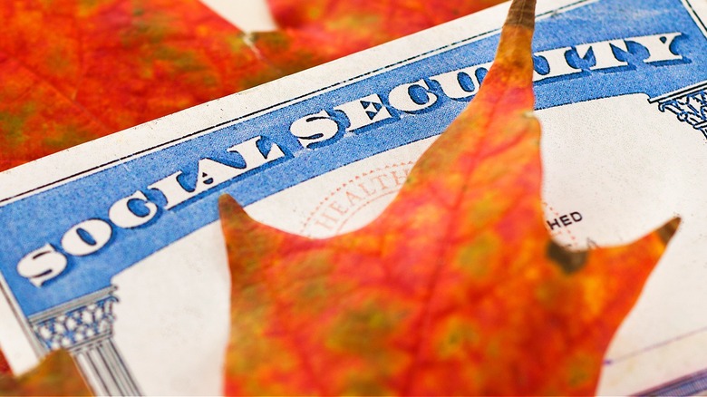 A Social Security card tucked into orange autumn leaves