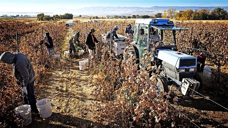 Laborers working on potato farm