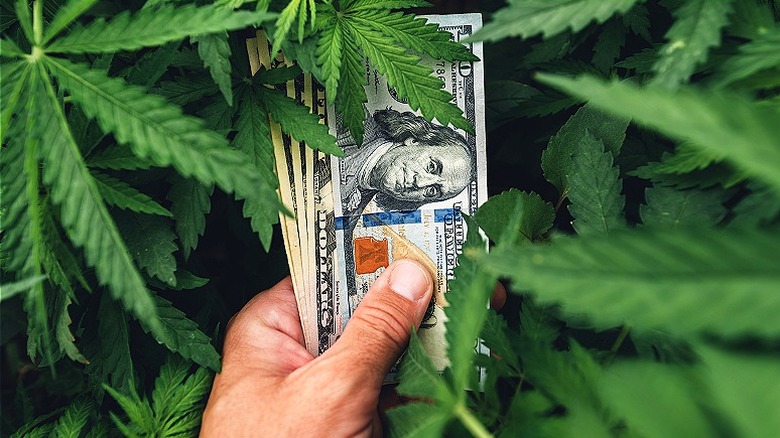 Holding money inside marijuana plant