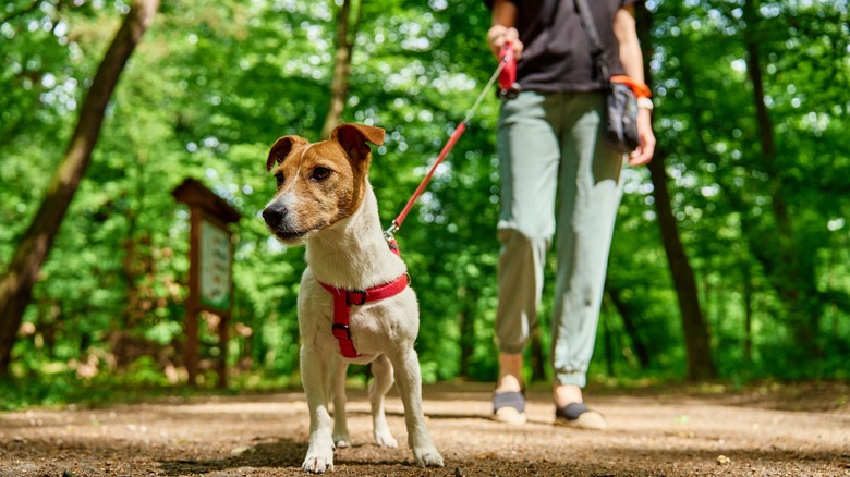 a dog walker in a park