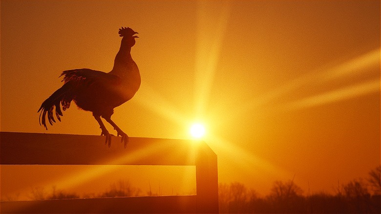 Rooster on fence with sunrise