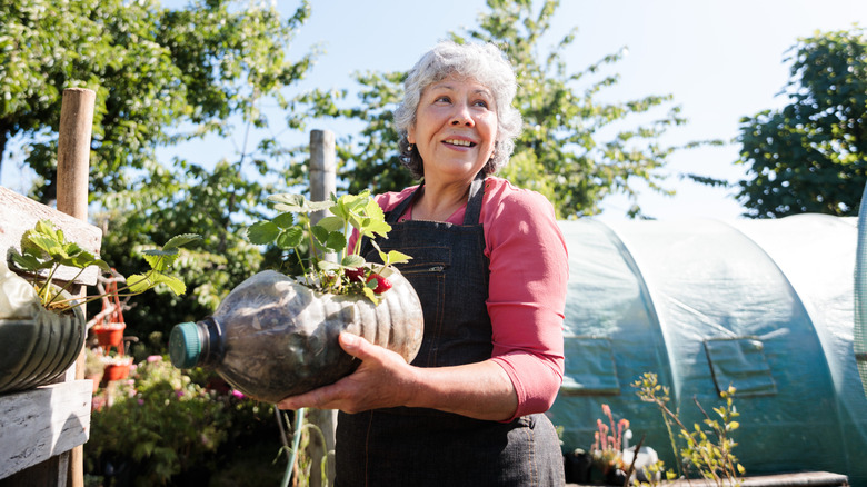 Senior Cultivating Strawberries in Recycled Plastic Bottle at Countryside Greenhouse Garden