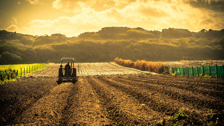 farming at sunrise