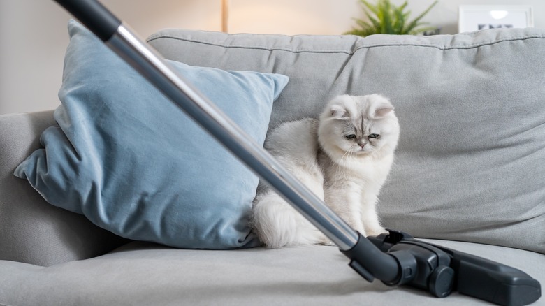 vacuuming a sofa with a cat looking on