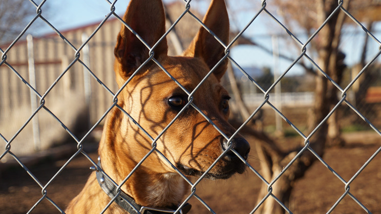 dog in a yard behind a chain link fence
