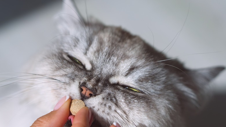 cat taking a heartwork prevention pill