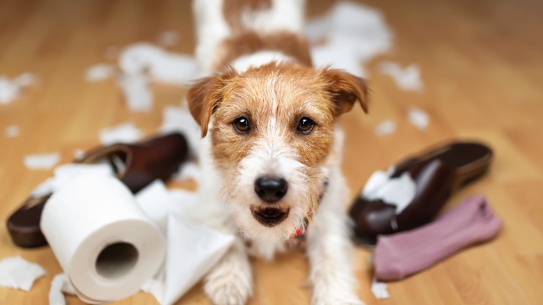 dog chewing on shoes and toilet paper