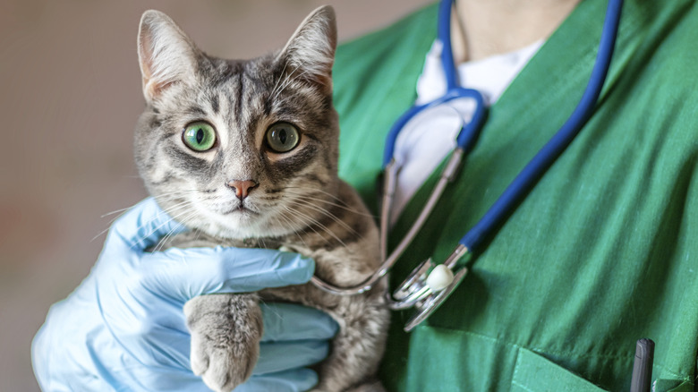 cat at the veterinarian