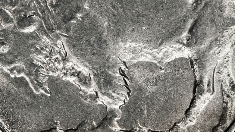 An extreme closeup of the leg and hoof section of the 1937-D Buffalo Nickel error coin.