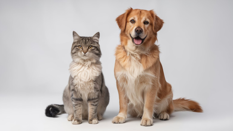 A dog and a cat sitting calmly together