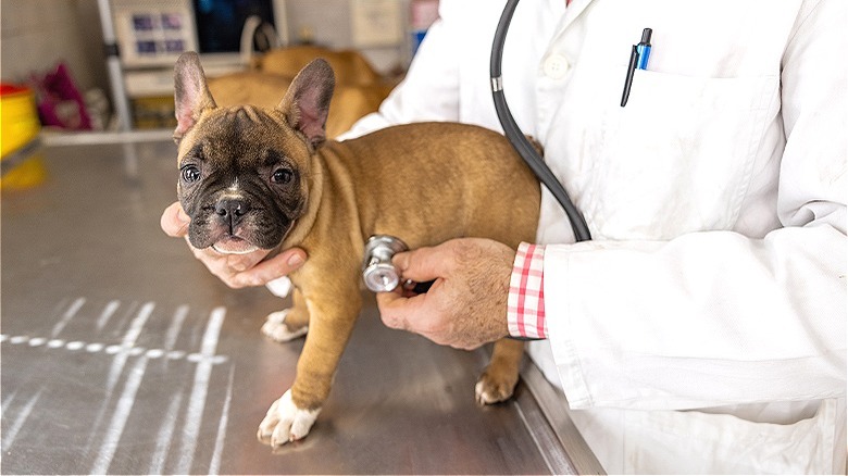 French bulldog getting veterinary examination