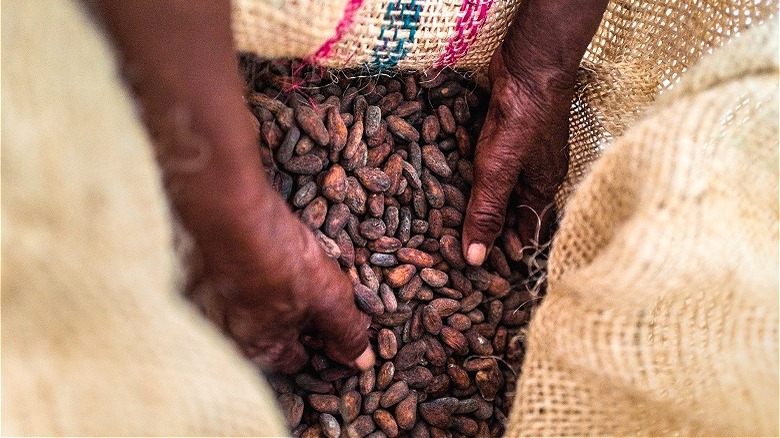 Cocoa beans being packaged