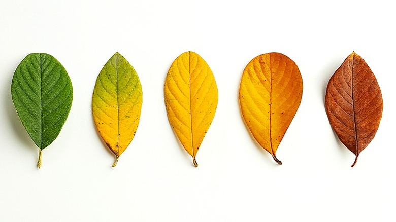 Leaves degrading in a line, going from green to yellow to red