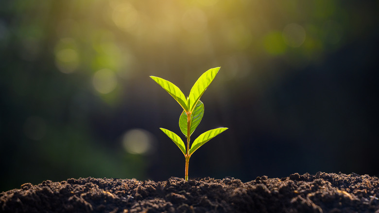 Planting seedlings young plant in the morning light on nature background