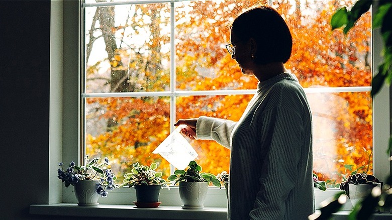 A silhouette of a person waters plants on a windowsill