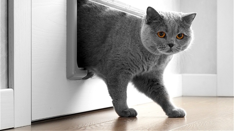 Cat enters room through flap