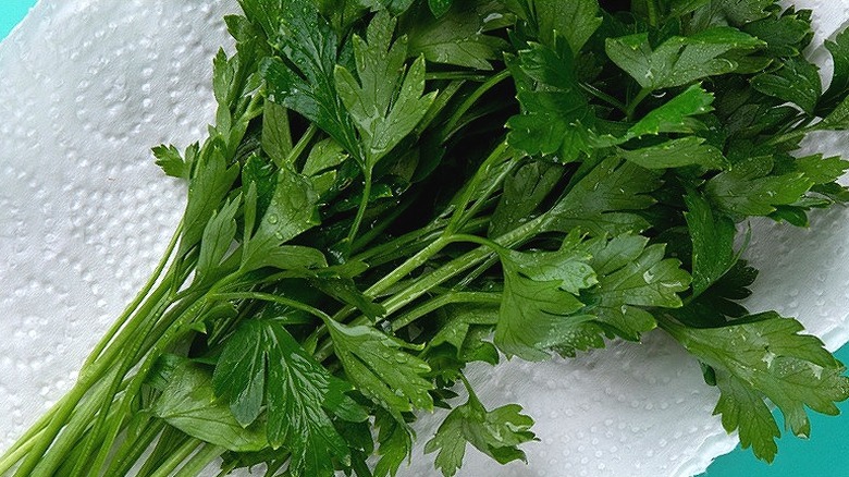 A bunch of parsley with water droplets on a paper towel