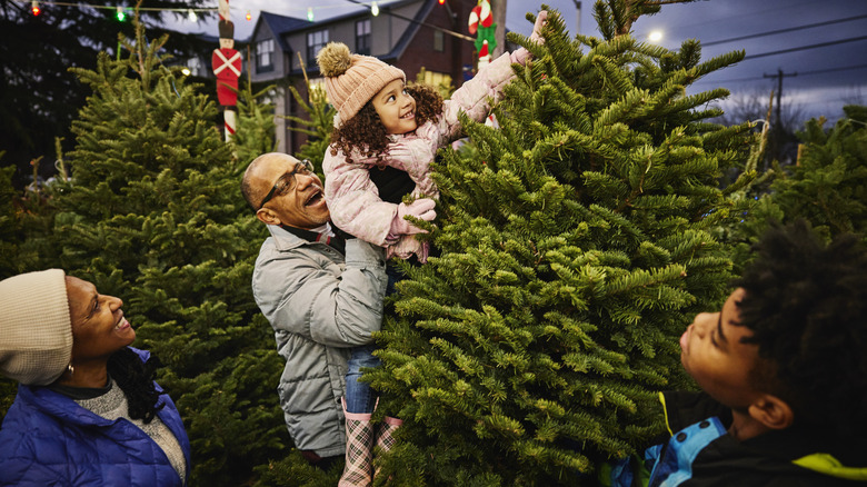 Family picks out a Christmas tree