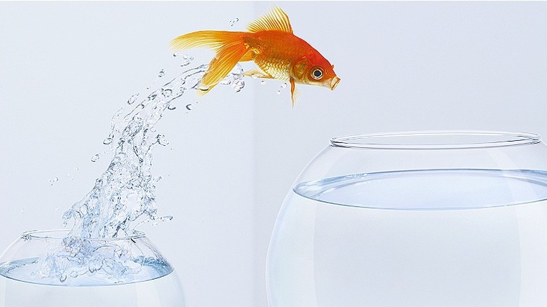 Goldfish seen midair, jumping from a small bowl and into a larger one